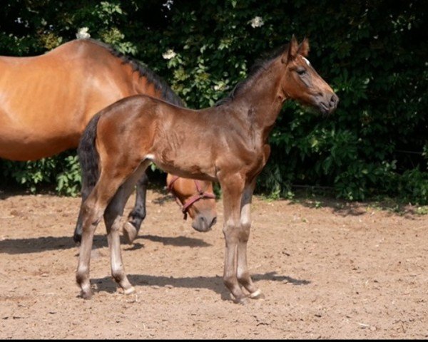 Springpferd SF v Lamiro (Deutsches Reitpferd, 2023, von Lamiro)