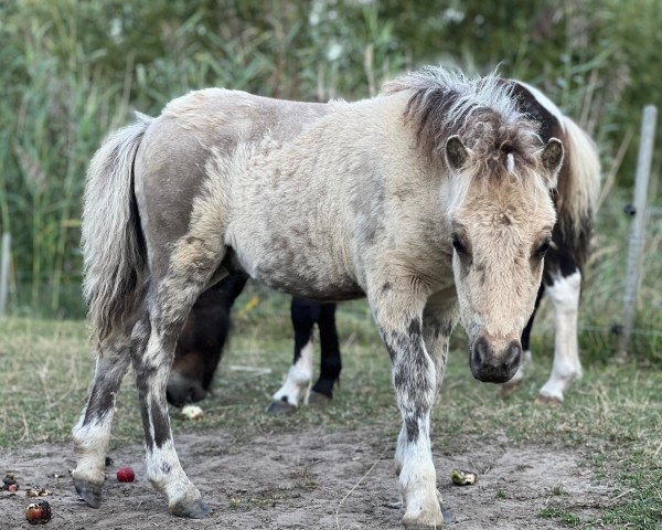 Fohlen von Janikos El Dorado (Shetland Pony, 2024, von Example v. Stal Polderzicht)