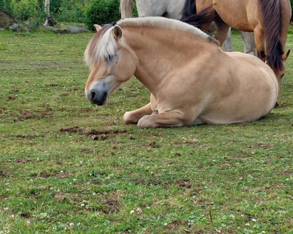 horse Björkhems Elvar (Fjord Horse, 2012, from Botvid 196 SWE)