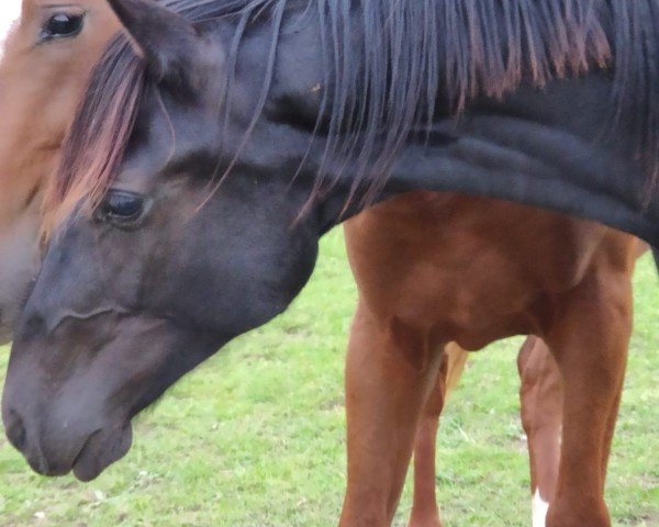 dressage horse For Felino (Oldenburg, 2022, from For Romance I)