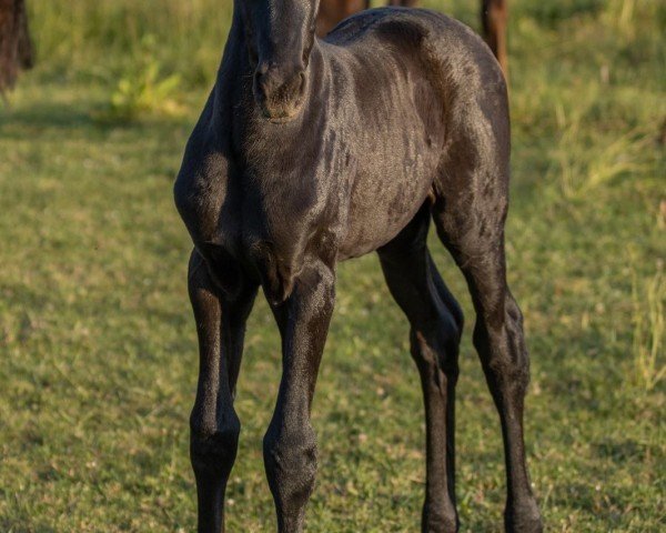 dressage horse For Frieda (Oldenburg, 2023, from Franklin)