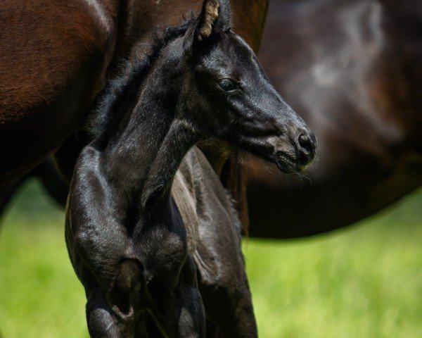 foal by Monamay (Oldenburg, 2024, from Morricone)