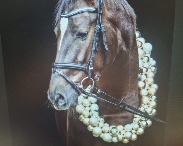 dressage horse Venezia 94 (Oldenburg, 2020, from Le Formidable)