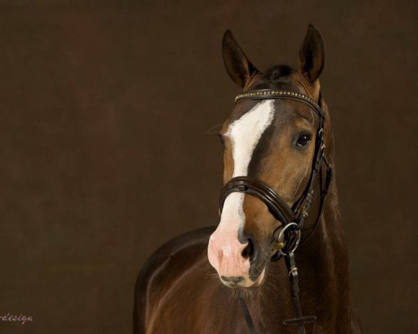 dressage horse Maimond (Württemberger, 2010, from Metteur)