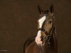 dressage horse Maimond (Württemberger, 2010, from Metteur)