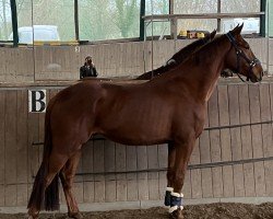 dressage horse Vinh (Westphalian, 2021, from Vainqueur)