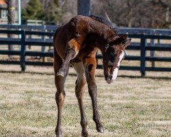 horse Hengst von Yoshida xx (Thoroughbred, 2021, from Yoshida xx)