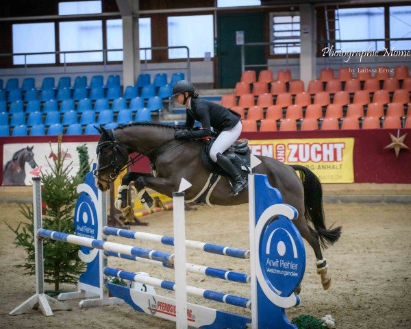 jumper Carl Carino (German Sport Horse, 2017, from Carleyle)