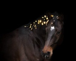 dressage horse JJ St. Paul (Danish Warmblood, 2016, from Sezuan)