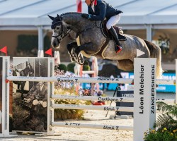 jumper Donata Regina (Holsteiner, 2019, from Diamant de Semilly)