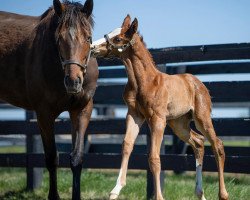 horse Hengst von Yoshida xx (Thoroughbred, 2021, from Yoshida xx)