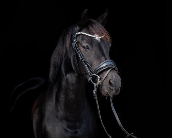 broodmare Clara 191 (German Riding Pony, 2011, from Calido G)