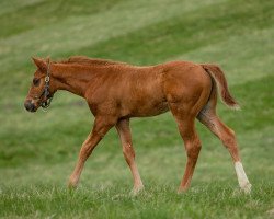 horse Hengst von Yoshida xx (Thoroughbred, 2021, from Yoshida xx)