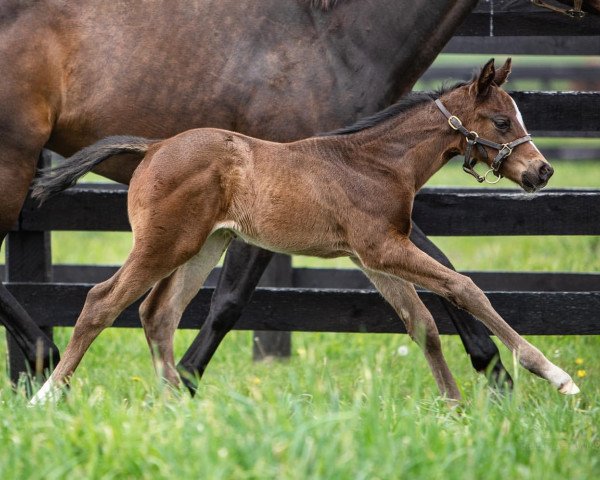 horse Stute von Good Samaritan xx (Thoroughbred, 2021, from Good Samaritan xx)