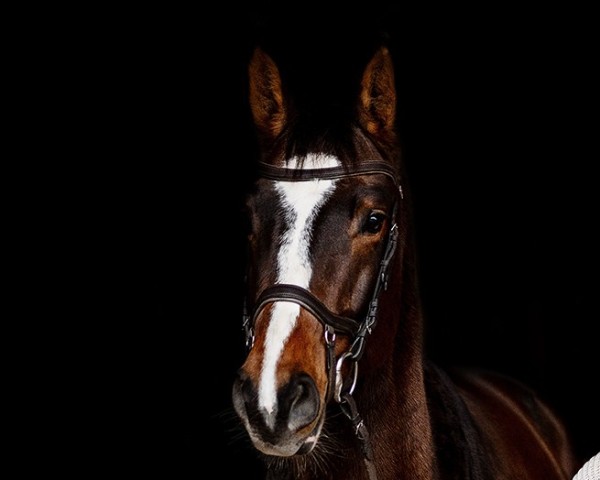 jumper Starlord 3 (Oldenburg show jumper, 2020, from Stakkato Gold)