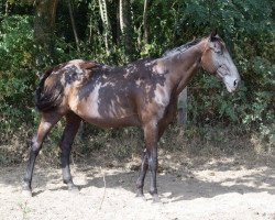 broodmare Perdey de Ponthual (Selle Français, 2003, from Shogoun II)