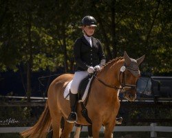 dressage horse Dondoro (German Riding Pony, 2017, from Dulcio 3)