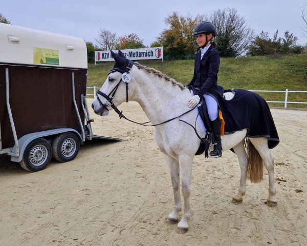 dressage horse Nacho (unknown, 2006)