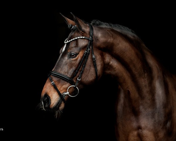 broodmare Lavinia 223 (Oldenburg, 2009, from Serano Gold)