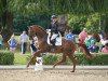 dressage horse Vapiano (Trakehner, 2012, from Kentucky)