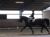 dressage horse Paulchen Panther N (Westphalian, 2004, from Potsdam)