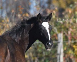 broodmare Fugata MB (Hanoverian, 2020, from Fashion In Black NRW)