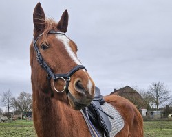 Pferd Kalinka (Französischer Traber, 2020, von Kesaco Phedo (FR))