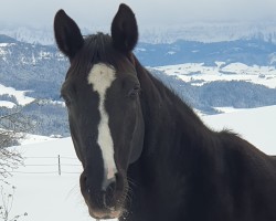 broodmare Roma (Hanoverian, 2009, from Rotspon)