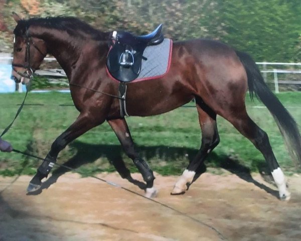 broodmare Lady Laurie (Hanoverian, 2004, from Lauries Crusador xx)