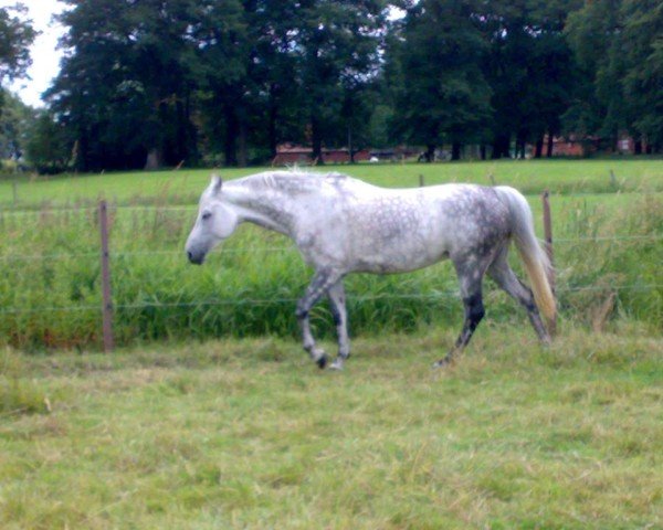 dressage horse Gojana 2 (Hanoverian, 1999, from Gracieux)