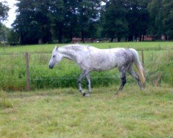 dressage horse Gojana 2 (Hanoverian, 1999, from Gracieux)