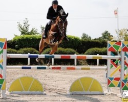 jumper Royal Majestic D'Or (Belgian Warmblood, 2017, from Emerald van 't Ruytershof)