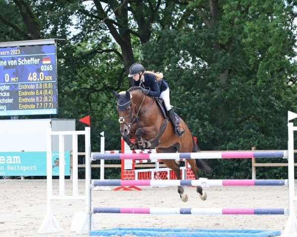 Springpferd Cheerio-Blue (Holsteiner, 2008, von Cassini I)