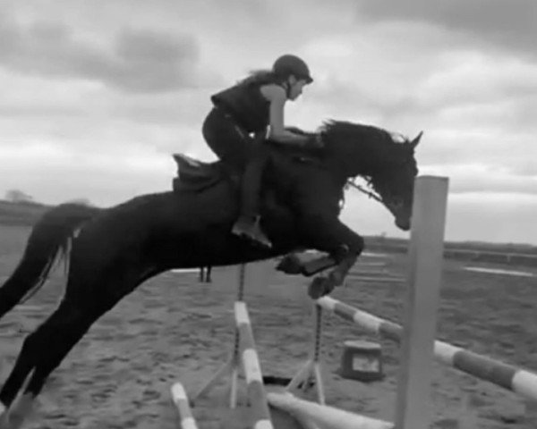 jumper Flair 248 (German Warmblood, 2017, from Sunyboy)