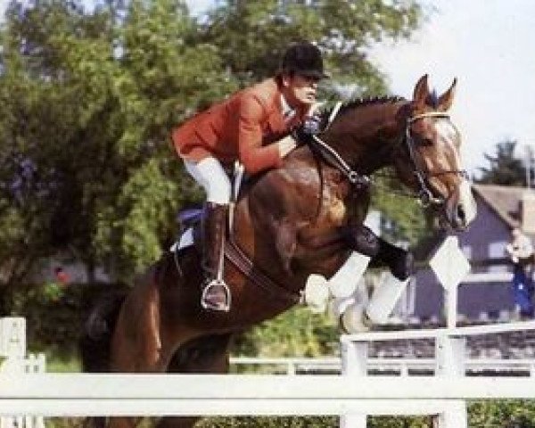 horse Papillon Rouge (Selle Français, 1981, from Jalisco B)