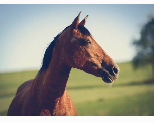 broodmare Bahia California (German Riding Pony, 1995, from Bavarottie)