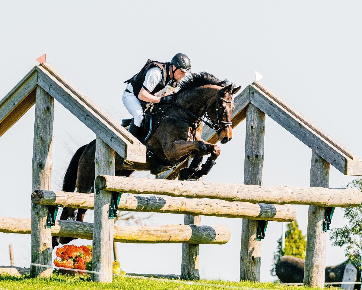 Springpferd Casskaniello (Deutsches Sportpferd, 2013, von Casskeni II)