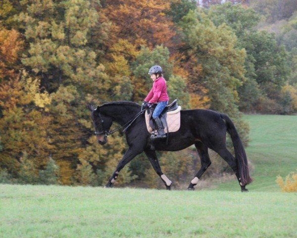 horse Vitesse (Trakehner, 2006, from Lehndorff's)