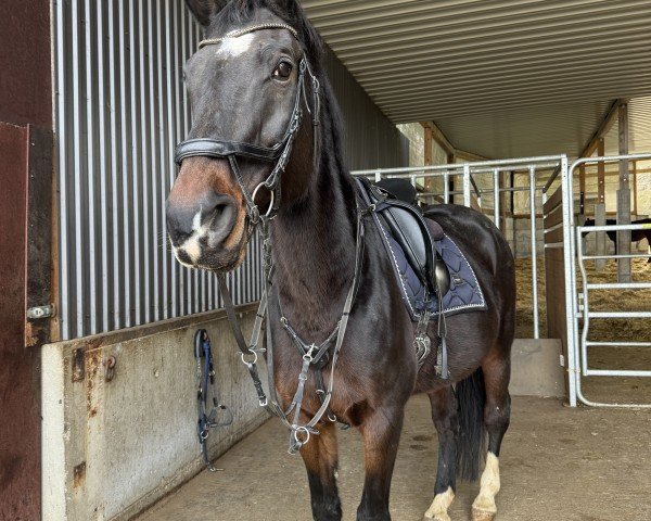 horse Clara Bella F (Holsteiner, 2009, from Chambertin)