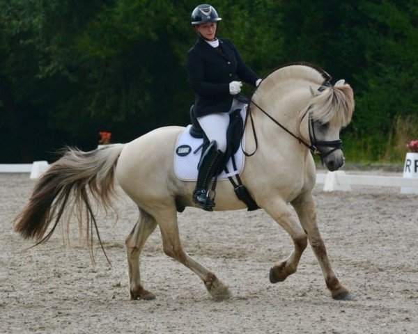 stallion Solfin Skovå (Fjord Horse, 2011, from Finfin N.2601)