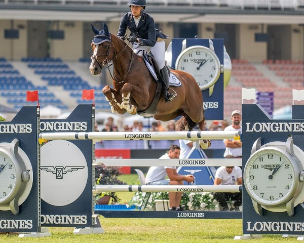 jumper Hervesther (KWPN (Royal Dutch Sporthorse), 2012, from Elvis Ter Putte)