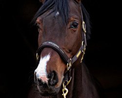 broodmare Rubinia 49 (Hungarian Warmblood, 2014)