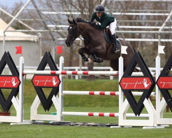 jumper Duke (KWPN (Royal Dutch Sporthorse), 2008, from Ukato)