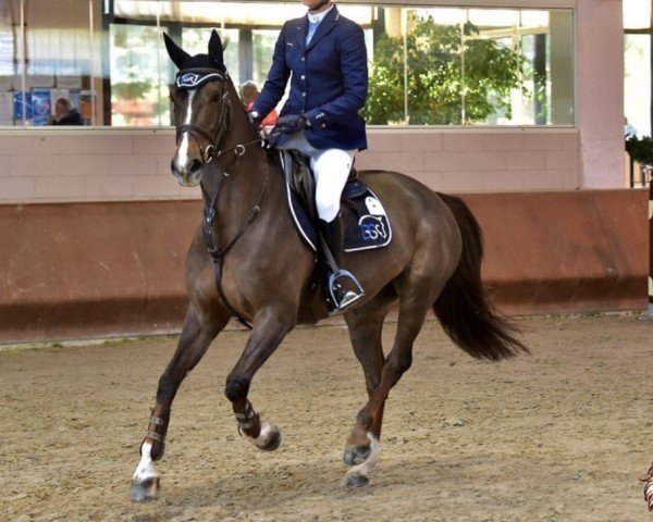 jumper Iefodea Jtl (KWPN (Royal Dutch Sporthorse), 2013, from VDL Bubalu)