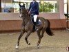 jumper Iefodea Jtl (KWPN (Royal Dutch Sporthorse), 2013, from VDL Bubalu)