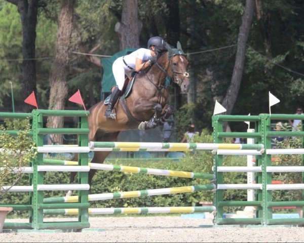 Zuchtstute Ucherie Louise Z (Zangersheide Reitpferd, 2009, von Ugano Sitte)