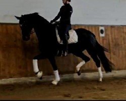 dressage horse Grand Duchess (Oldenburg,  , from Kastel's Grand Galaxy Win)