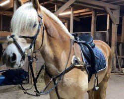 dressage horse Alexandro van de Stokkerhof (Haflinger, 2013, from Alfredo)