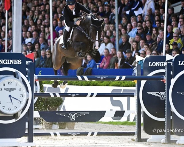 jumper Caillan (Holsteiner, 2015, from Casall Ask)