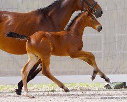 foal by Elvis the King (Hanoverian, 2024, from Edward 28)